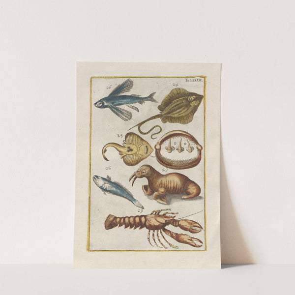 Rerum naturalium historia nempe quadrupedum Pl.39 by Filippo Buonanni