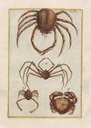 Rerum naturalium historia nempe quadrupedum Pl.40