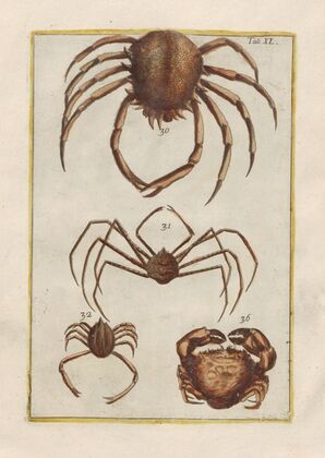 Rerum naturalium historia nempe quadrupedum Pl.40