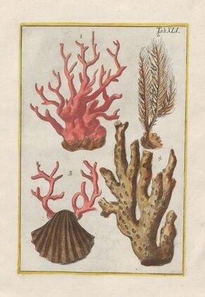 Rerum naturalium historia nempe quadrupedum Pl.41