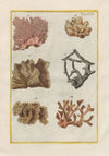 Rerum naturalium historia nempe quadrupedum Pl.43