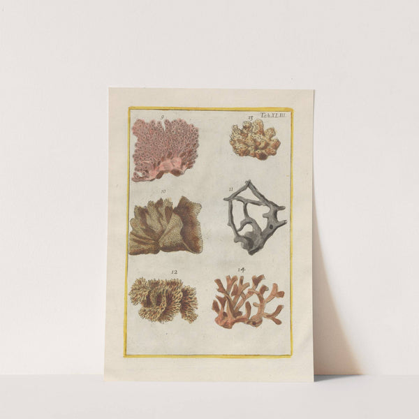 Rerum naturalium historia nempe quadrupedum Pl.43 by Filippo Buonanni