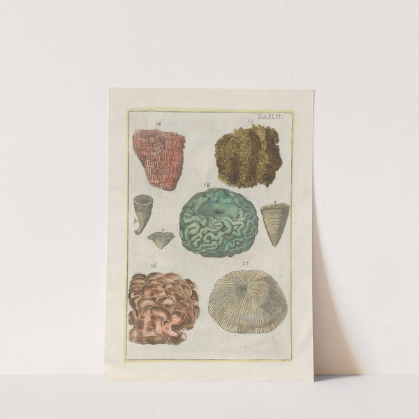 Rerum naturalium historia nempe quadrupedum Pl.44 by Filippo Buonanni