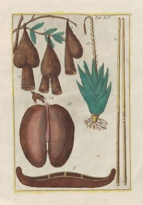 Rerum naturalium historia nempe quadrupedum Pl.45