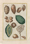Rerum naturalium historia nempe quadrupedum Pl.46