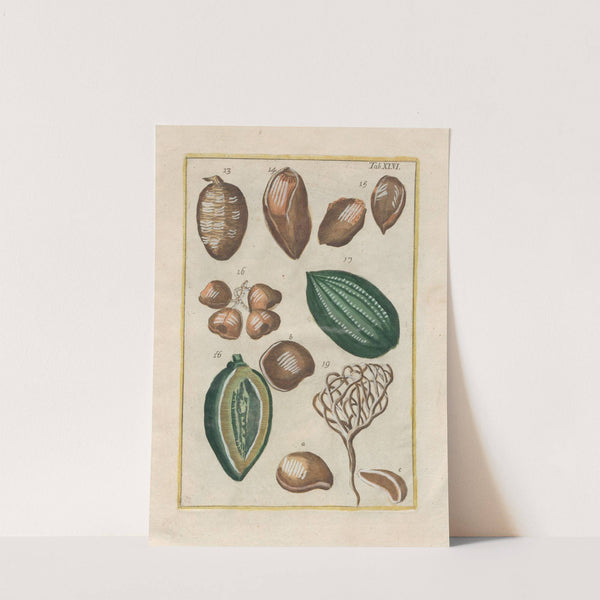 Rerum naturalium historia nempe quadrupedum Pl.46 by Filippo Buonanni