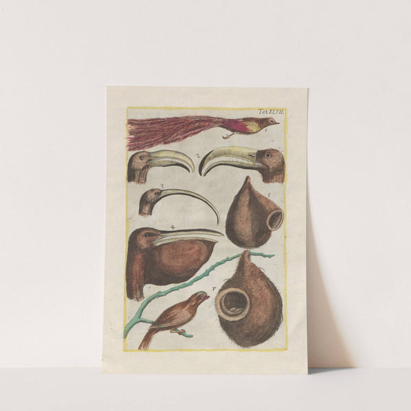 Rerum naturalium historia nempe quadrupedum Pl.47 by Filippo Buonanni