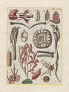 Rerum naturalium historia nempe quadrupedum Pl.48