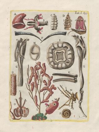 Rerum naturalium historia nempe quadrupedum Pl.48