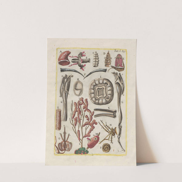 Rerum naturalium historia nempe quadrupedum Pl.48 by Filippo Buonanni