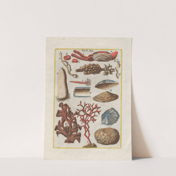 Rerum naturalium historia nempe quadrupedum Pl.49 by Filippo Buonanni