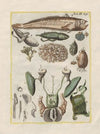 Rerum naturalium historia nempe quadrupedum Pl.50