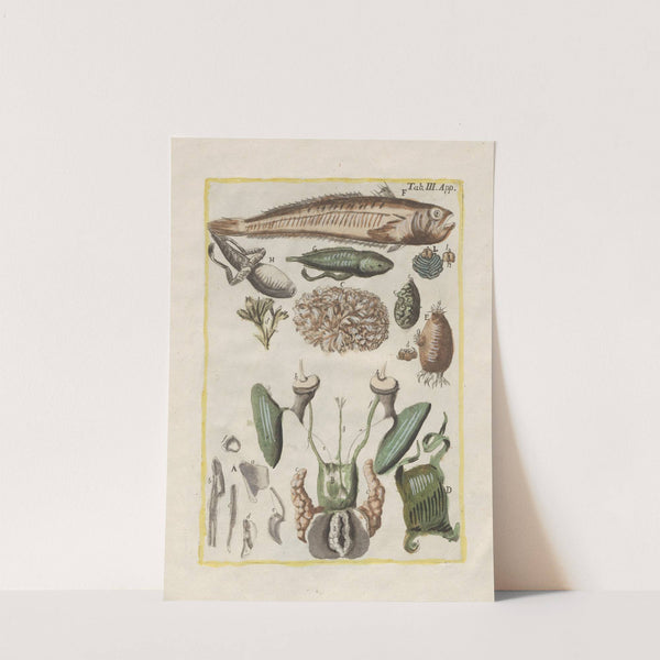 Rerum naturalium historia nempe quadrupedum Pl.50 by Filippo Buonanni