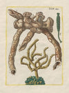 Rerum naturalium historia nempe quadrupedum Pl.51