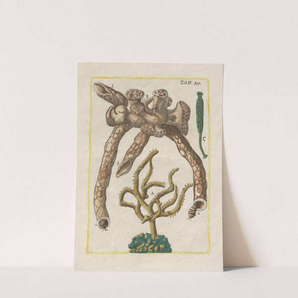 Rerum naturalium historia nempe quadrupedum Pl.51 by Filippo Buonanni