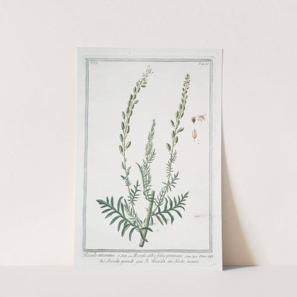 Reseda maxima - Reseda alba, foliis pinnatis - Réséda grande - Le Reseda, ou Herbe maure. (white upright mignonette; wild mignonette, Common mignonette; Bastard rocket; Sweet reseda ) by Giorgio Bonelli