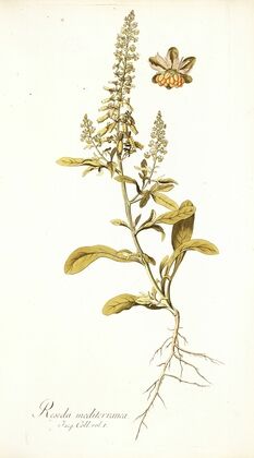 Reseda mediterranea