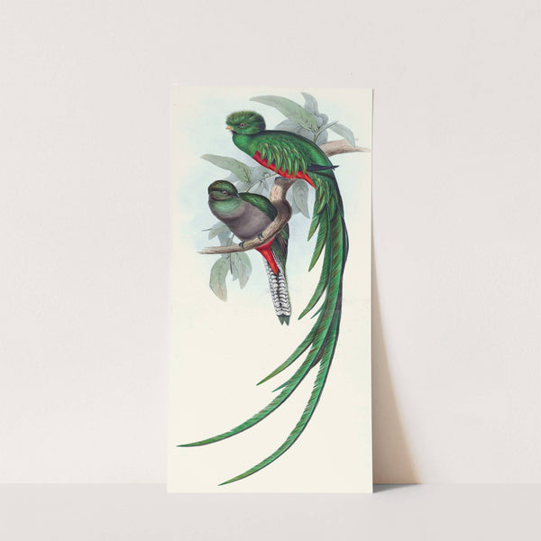 Respledent Trogon (1835-1838) by John Gould