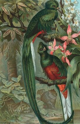 Resplendent Trogon.