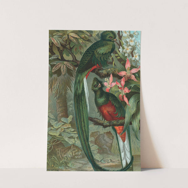 Resplendent Trogon. by John George Wood