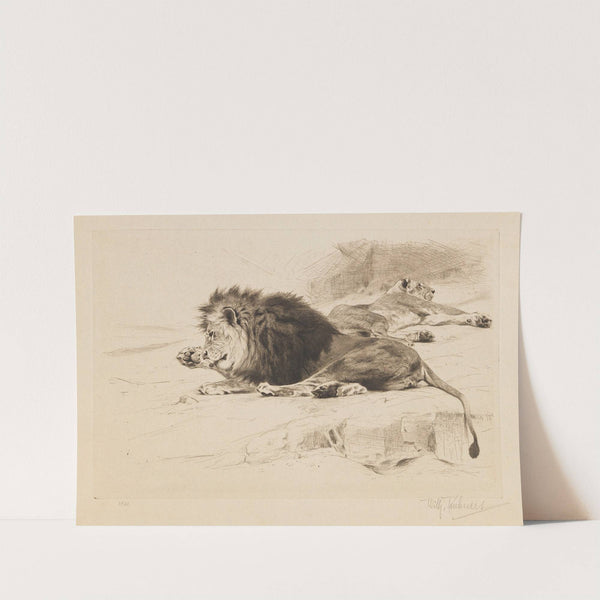 Resting Lions (1915-1924) by Wilhelm Kuhnert
