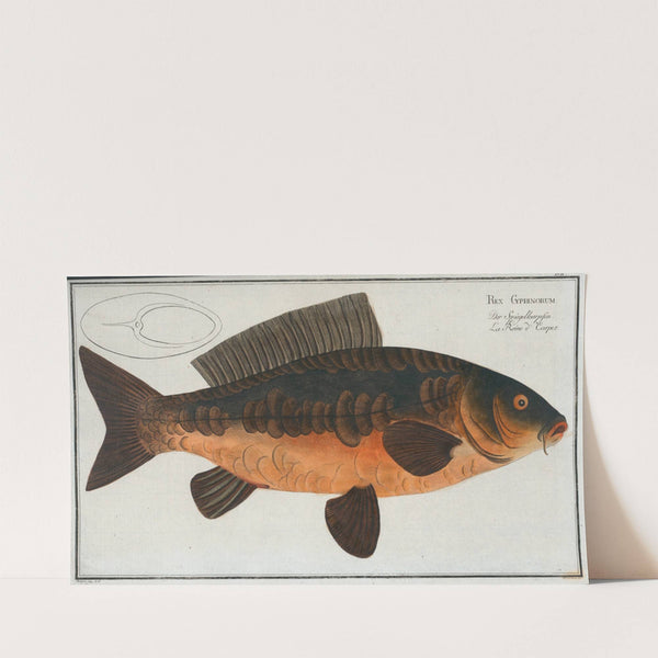 Rex Cyprinorum, The Royal-Carp. (1785-1797) by Marcus Elieser Bloch