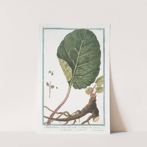 Rhabarbarum forte Dioscoridis, et Antiquorum - Rabarbero - Rubarbe - Rhubarb by Giorgio Bonelli