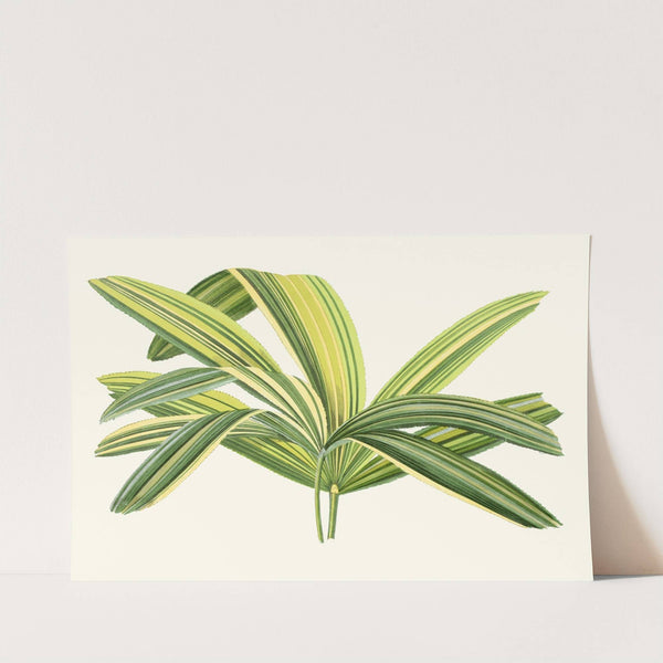 Rhapis Flabelliformis by Edward Joseph Lowe