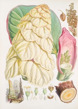 Rheum Nobile, H.f. & T. (1855)