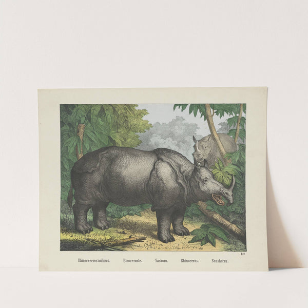 Rhinocereros (1829-1880) by Joseph Scholz