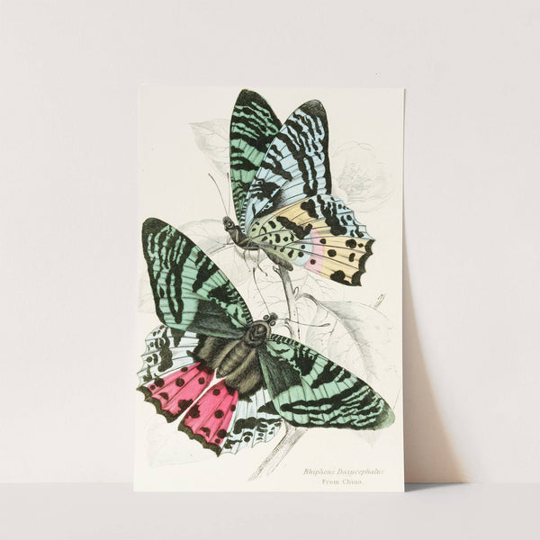 Rhipheus Dasycephalus by James Duncan