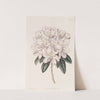 Rhododendron Aprilis (1815-1819) by Sydenham Edwards