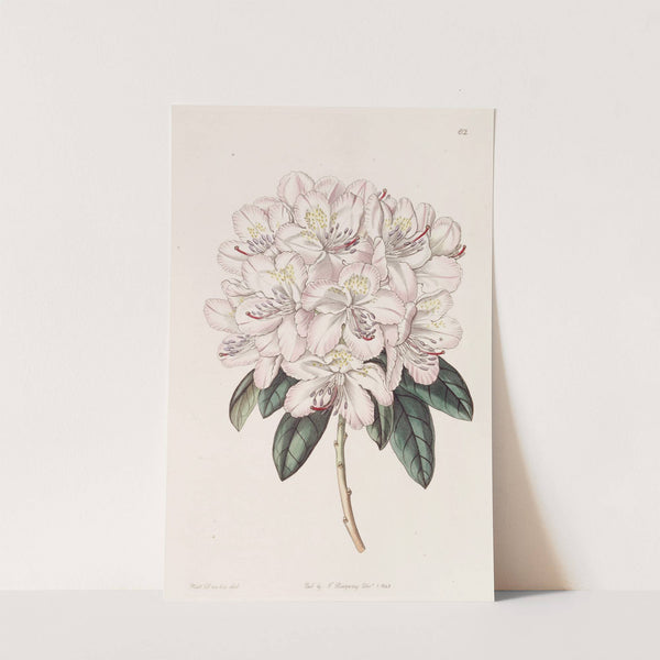 Rhododendron Aprilis (1815-1819) by Sydenham Edwards