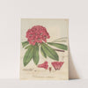 Rhododendron arboreum by William Jackson Hooker