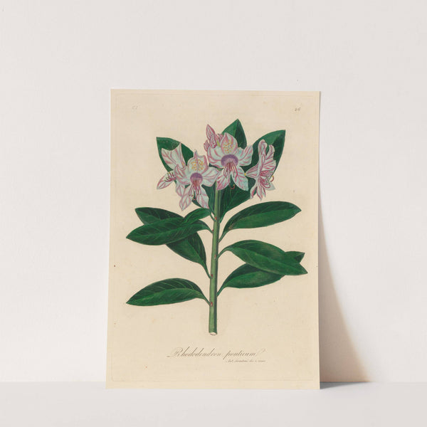 Rhododendron ponticum (1818-1824) by Gaetano Savi