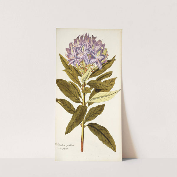 Rhododendron ponticum by Nikolaus Joseph Freiherr von Jacquin