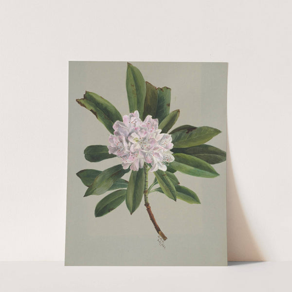 Rhododendron (Rhododendron maximum) (1880) by Mary Vaux Walcott