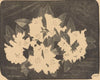 Rhododendron