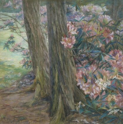 Rhododendronbusch in einem Garten