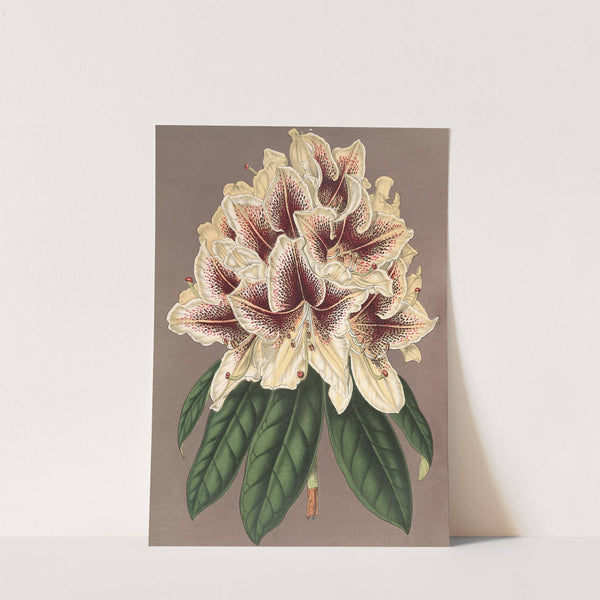 Rhododendrum Archiduc Albert (hybride) by Charles Antoine Lemaire