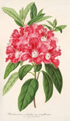 Rhododendrum azaleoides, var. crispinorum