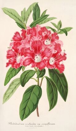 Rhododendrum azaleoides, var. crispinorum