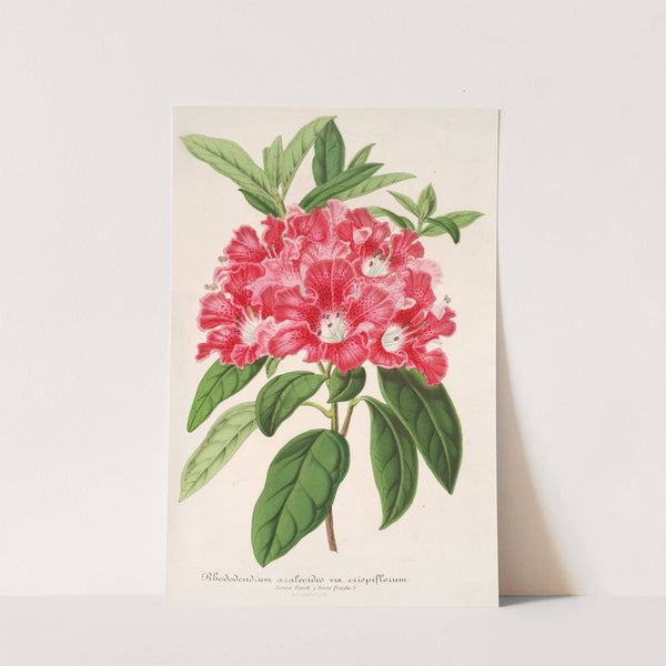 Rhododendrum azaleoides, var. crispinorum by Charles Antoine Lemaire