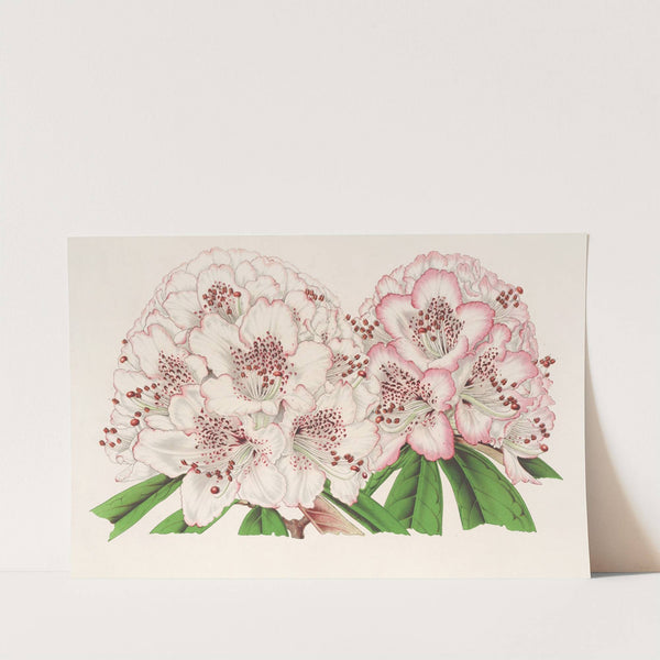 Rhododendrum Bijou de Gand (hybride) by Charles Antoine Lemaire