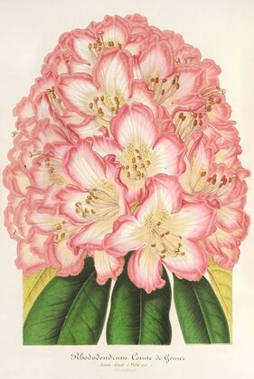 Rhododendrum Comte de Gomer