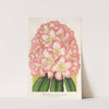 Rhododendrum Comte de Gomer by Charles Antoine Lemaire