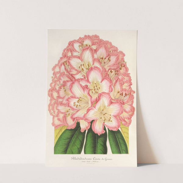 Rhododendrum Comte de Gomer by Charles Antoine Lemaire