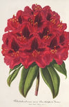 Rhododendrum Duc Adolphe de Nassau