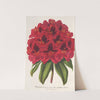 Rhododendrum Duc Adolphe de Nassau by Charles Antoine Lemaire