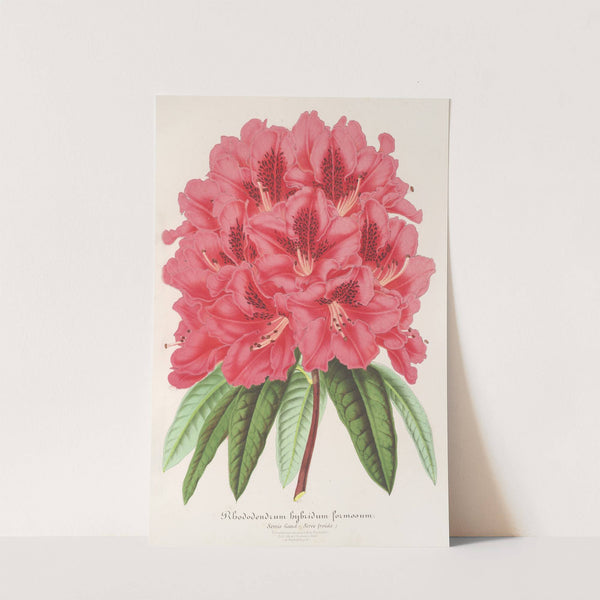 Rhododendrum formosum by Charles Antoine Lemaire
